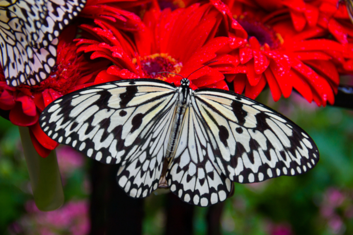 Get lost in the Butterfly Garden, the only and single butterfly garden in an airport in the world!